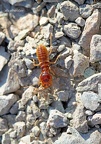 Termite (Isoptera sp.)